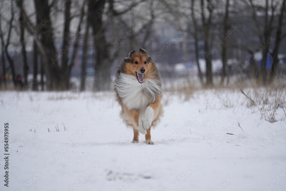 sheltie dog running in the snow sheltie dog running in the snow