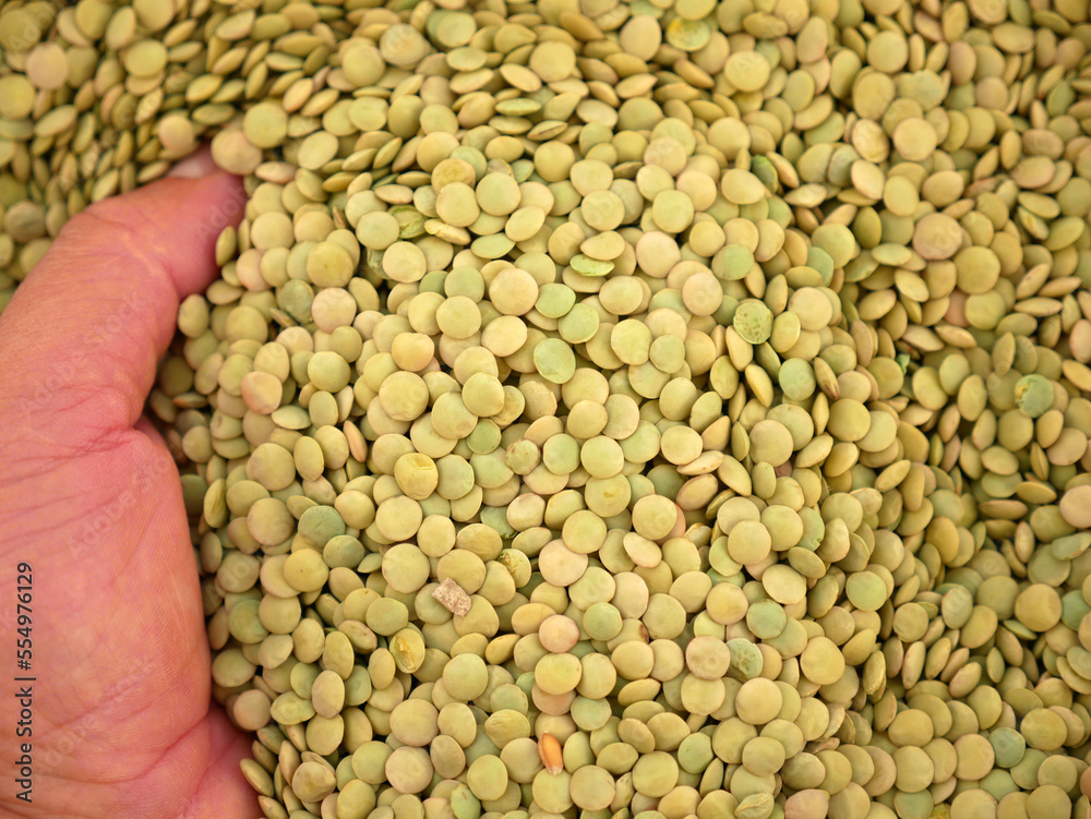 protein source, natural green dried lentils, useful dried legumes, protein source, natural green dried lentils, useful dried legumes,