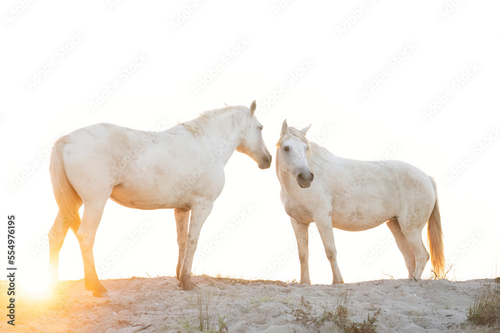 Portrait of Camargue horses at sunrise in Southern France; Saintes-Maries-de-la-Mer, France