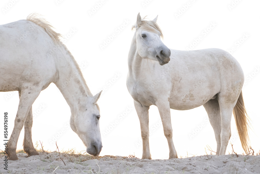 Portrait of Camargue horses at sunrise in Southern France; Saintes-Maries-de-la-Mer, France Portrait of Camargue horses at sunrise in Southern France; Saintes-Maries-de-la-Mer, France