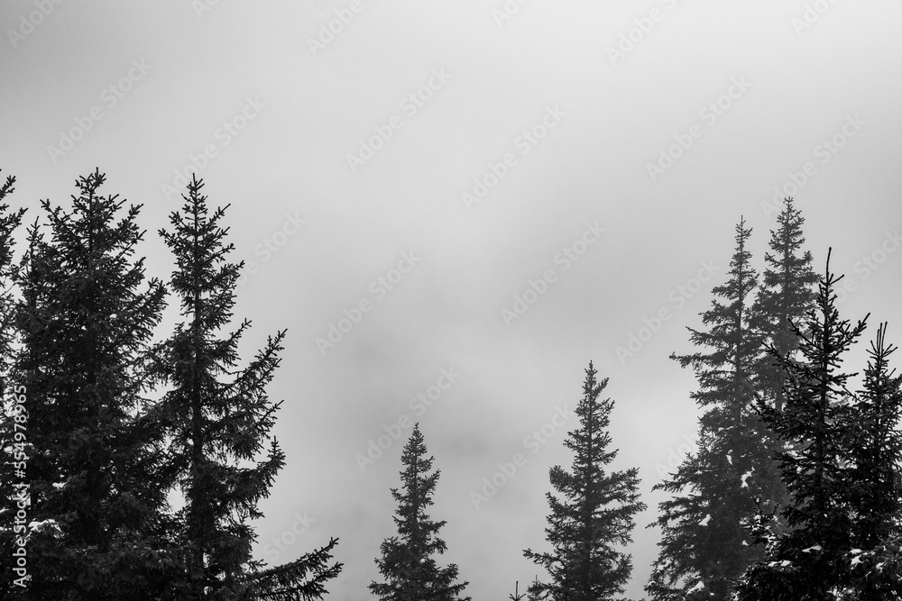 foggy pine forest in b/w