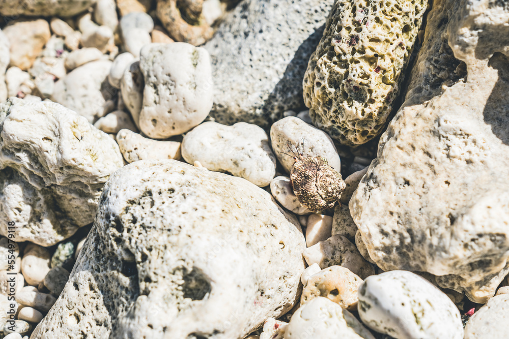 Hermit crab hiding between rocks and stones as a camouflage for pray