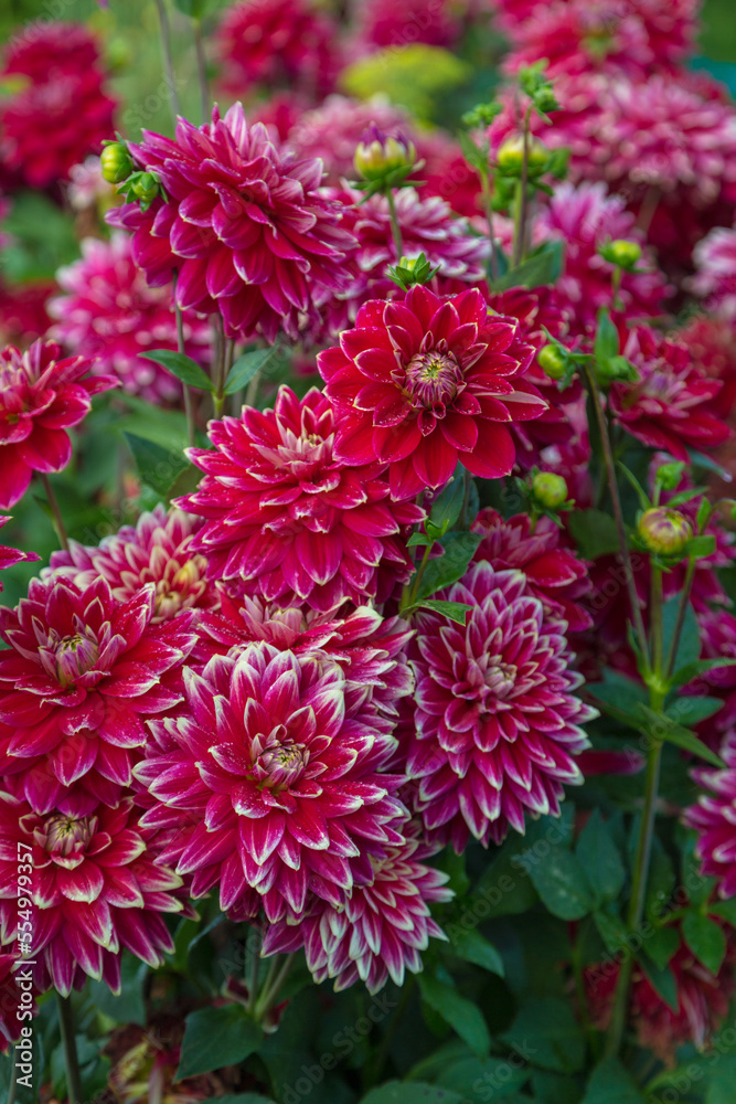 Beautiful red dahlia in the garden. Dahlia flowers Beautiful red dahlia in the garden. Dahlia flowers