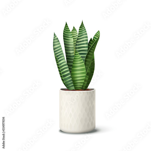 Vector realistic Indoor plant in pot. Detailed houseplant in striped ceramic pot isolated. Snake plant, sansevieria for interior decoration.