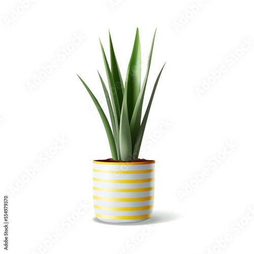 Vector realistic Indoor plant in pot. Detailed houseplant in striped ceramic pot isolated. Snake plant, sansevieria for interior decoration.
