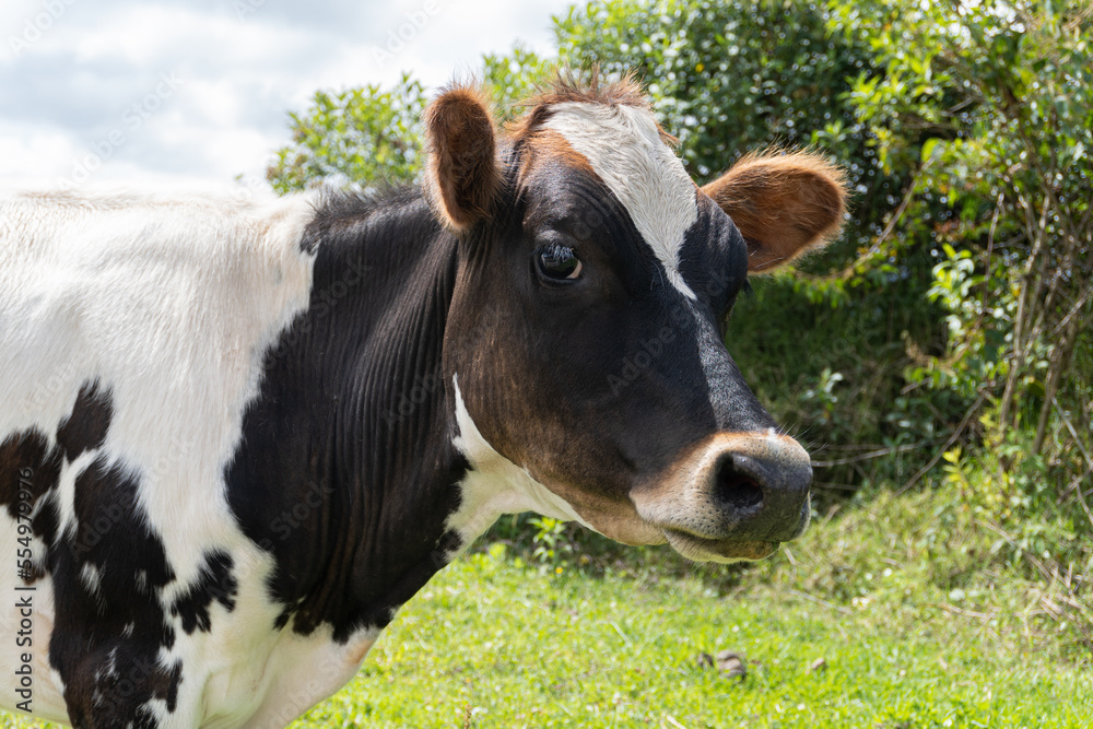 cow looking straight ahead with brown spots