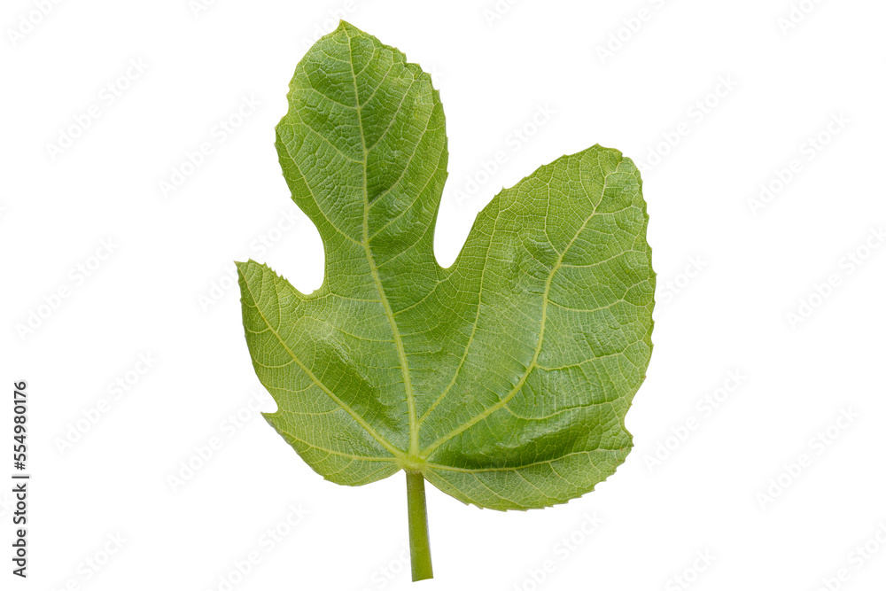 Obraz premium macro detail of green leaf of brevo