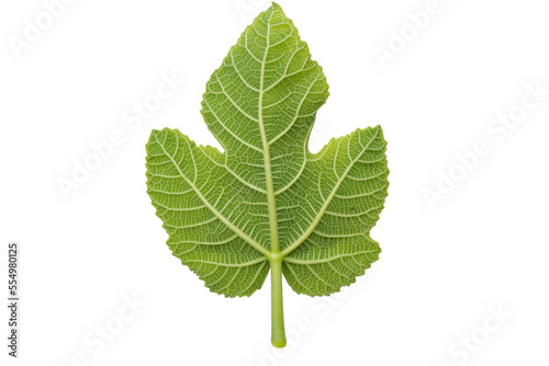 green leaf of brevo seen from below