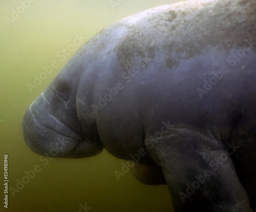 West Indian Manatee (Trichechus manatus) in Crystal River, Florida, USA