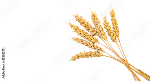 Fotografia spikelets of wheat isolate on white background