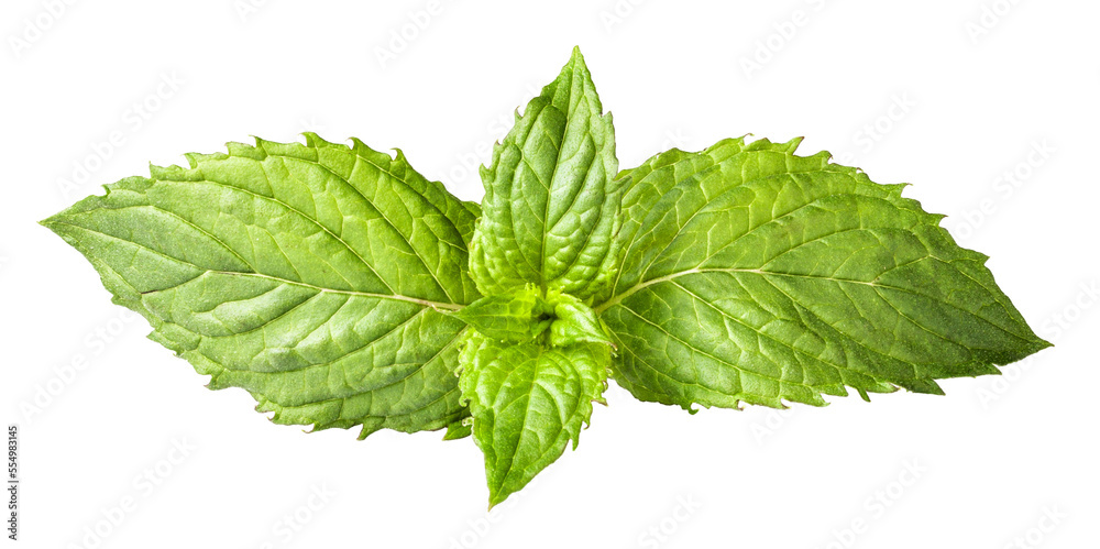mint leaves on transparent background. png file