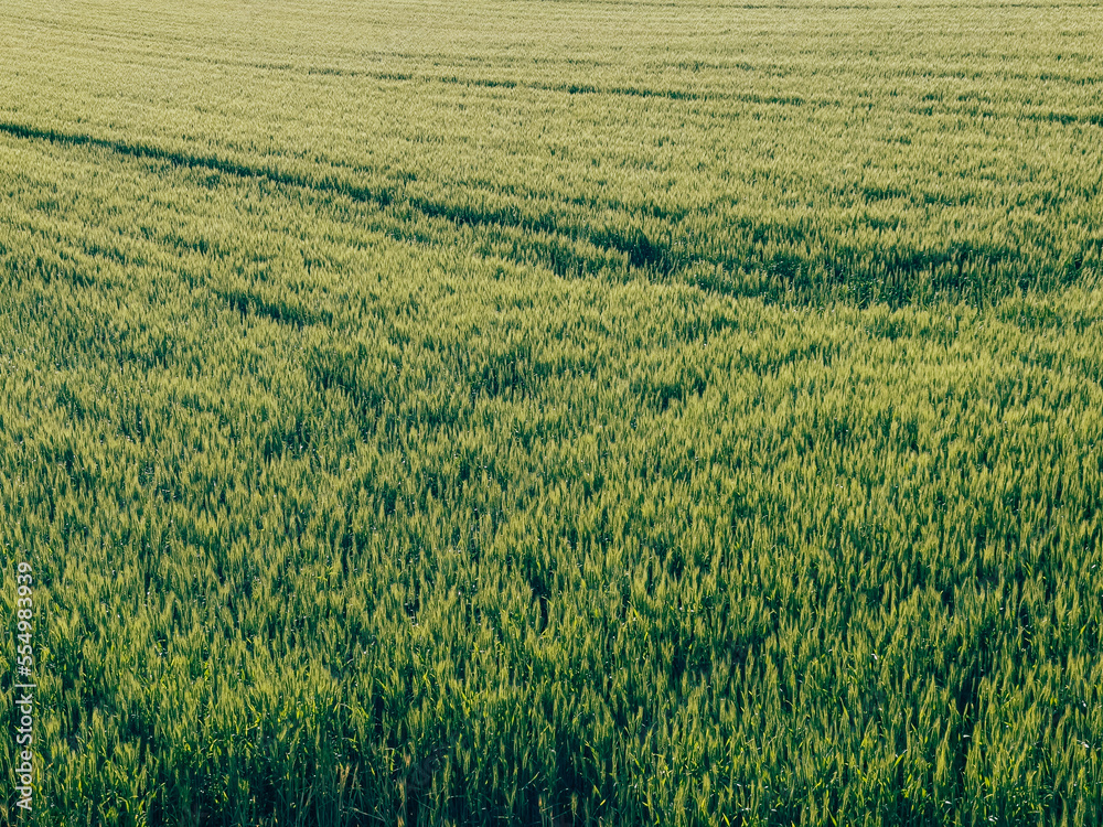 Spring wheat field in the sun Spring wheat field in the sun