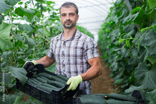 Male worker harvesting cucumbers and put in crates in greenhouse