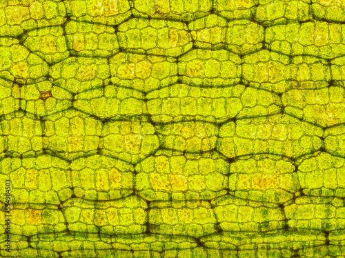 aquatic plant (Vallisneria gigantea) under the microscope showing chloroplasts and cell walls - optical microscope x200 magnification photo