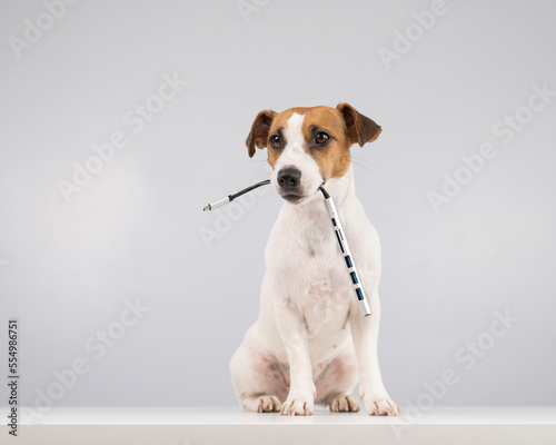 Fototapeta Naklejka Na Ścianę i Meble -  Jack russell terrier dog hold usb in its mouth.