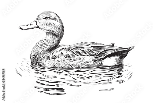 Duck swimming sketch hand drawn Farming hunting Vector illustration