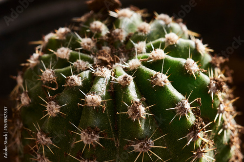 cactus © fergomez