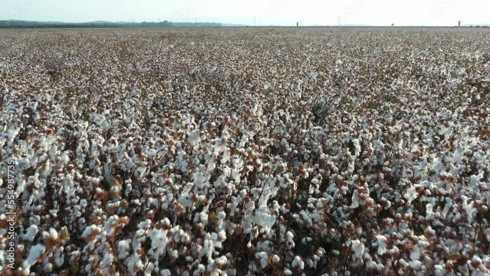 ripe cotton field ready to harvested in the western part of the lower Galilee in Israel

