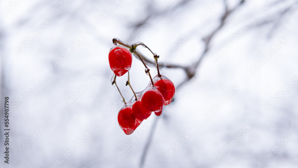beauty of winter nature. red frozen berries outdoor. winter nature season with frozen rowan beauty of winter nature. red frozen berries outdoor. winter nature season with frozen rowan