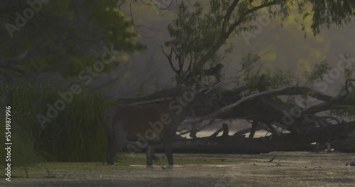 Wallpaper Mural Red Deer. Deer with antlers in the autumn forest on a lakeside Close-up of a wild bull Torontodigital.ca