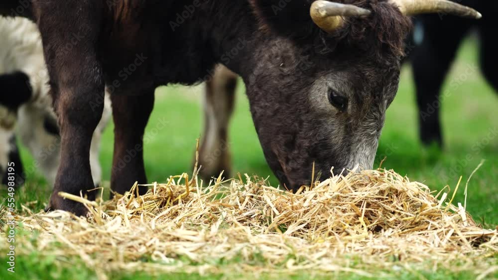 Animal eating grass close up eating hay and silage Animal eating grass close up eating hay and silage