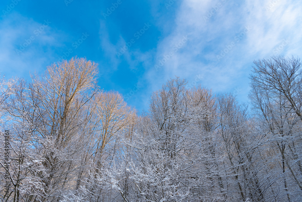 Trees covered in hoarfrost in snow forest in winter on blue sky Trees covered in hoarfrost in snow forest in winter on blue sky