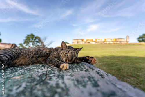 A cute cat sleeps on a bench next to an old military sea fort in Valladolid  Mexico.