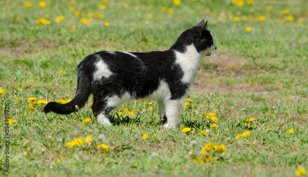 black and white cat walking in the grass with flowers