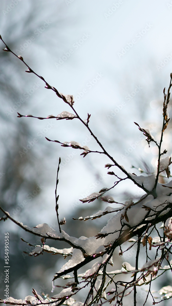 isolated snow covered branches of a tree in winter as mobile wallpaper background, vertical phone wallpaper in natural style, winter wallpaper, space for text isolated snow covered branches of a tree in winter as mobile wallpaper background, vertical phone wallpaper in natural style, winter wallpaper, space for text
