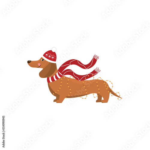 Funny dachshund dog with Christmas garland on white background