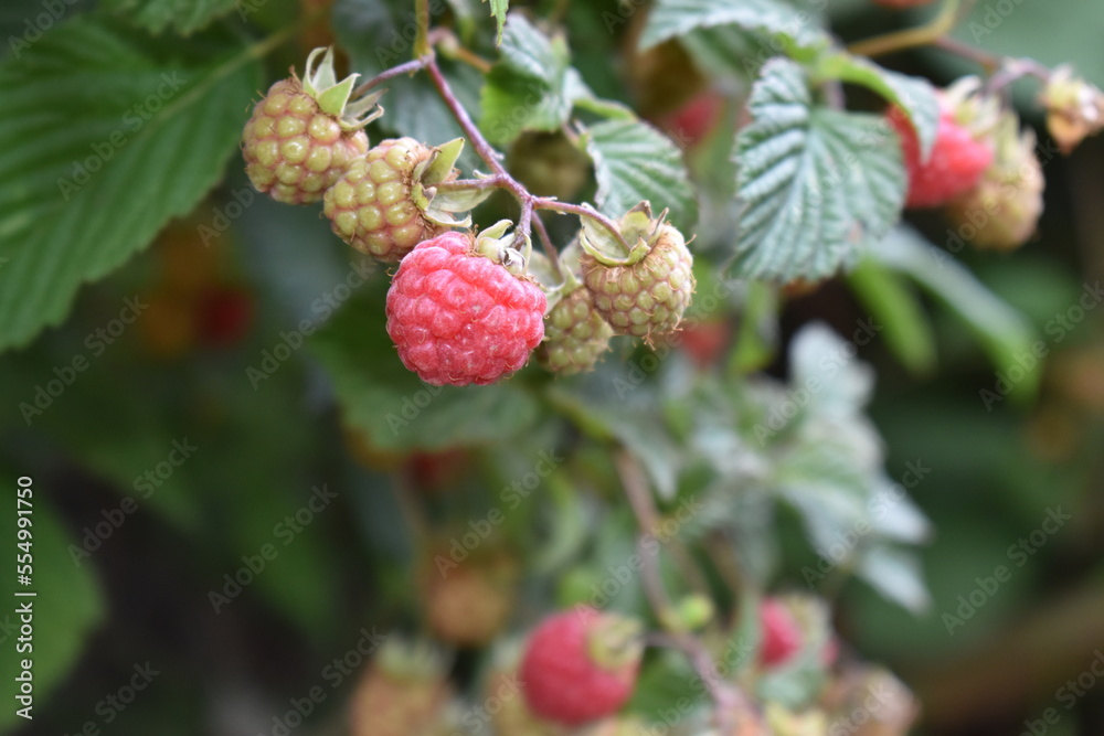 berries on a bush berries on a bush