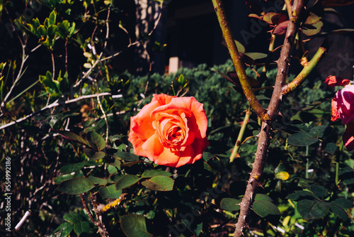 Beautiful red rose flower and green leaf on the vine in the winter of Florida photo