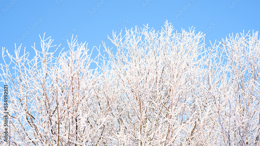 Beautiful winter landscape with trees covered with snow. Horizontal photography Beautiful winter landscape with trees covered with snow. Horizontal photography