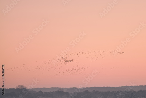 flock of birds before sunrise. High quality photo