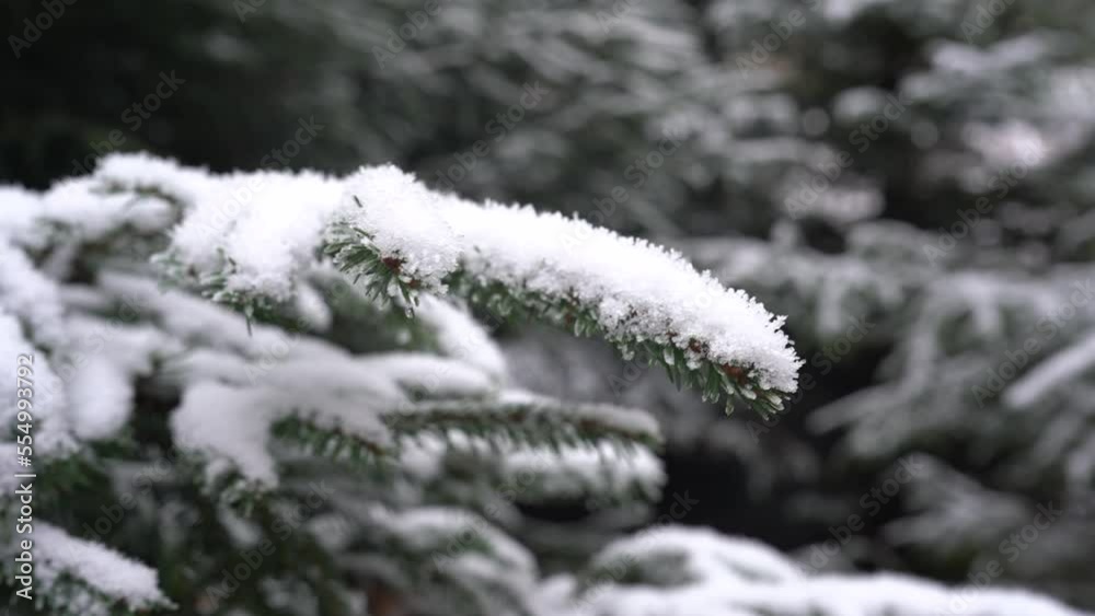 Fir branches with snow and ice, close up. Winter landscape. Slow movement along snow covered branches of fir trees in forest 4K Fir branches with snow and ice, close up. Winter landscape. Slow movement along snow covered branches of fir trees in forest 4K