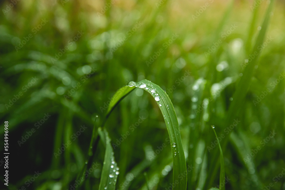 Close up of water droplets on green grass Close up of water droplets on green grass