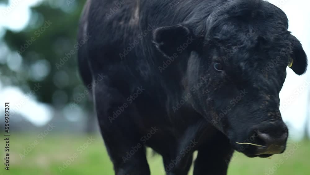 Stud beef Angus bull on a stud organic regenerative agricultural farm in America Stud beef Angus bull on a stud organic regenerative agricultural farm in America