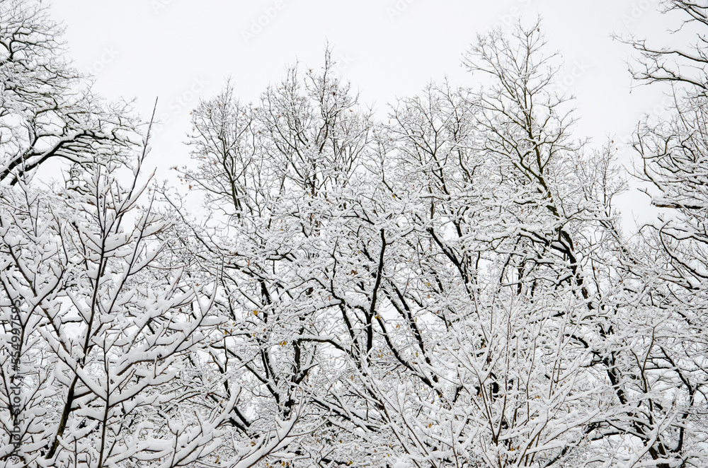 trees covered with snow, winter landscape, trees in snow