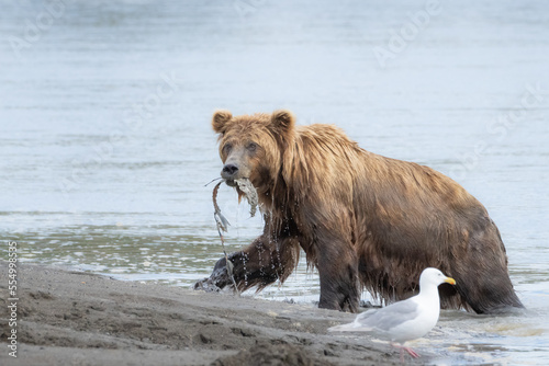 Grizzly bear running on sandy beach near ocean in Alaska. Holding a salmon carcass.