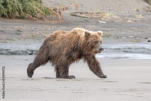 Grizzly bear on sandy beach near ocean in Alaska