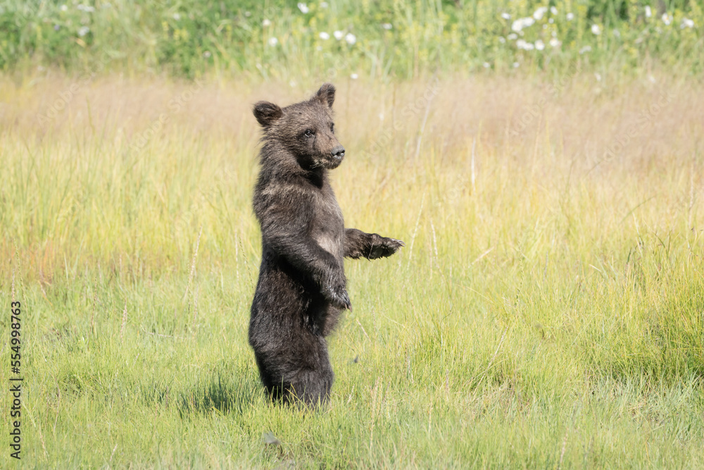 Cute grizzly bear cub playing in Alaska Cute grizzly bear cub playing in Alaska