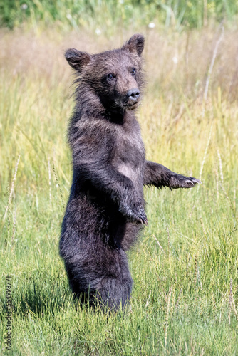 Cute grizzly bear cub playing in Alaska © kcapaldo