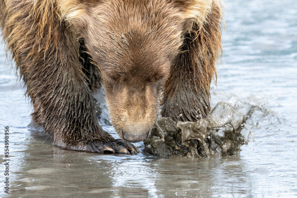 Grizzly bear on sandy beach near ocean in Alaska digging for clams in the sand. Grizzly bear on sandy beach near ocean in Alaska digging for clams in the sand.