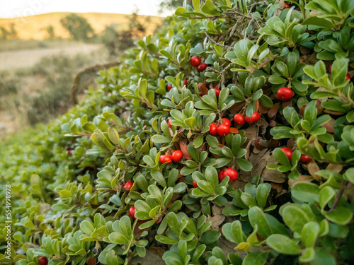 Red fruits among leaves of Uva Ursi Bearberry plant 