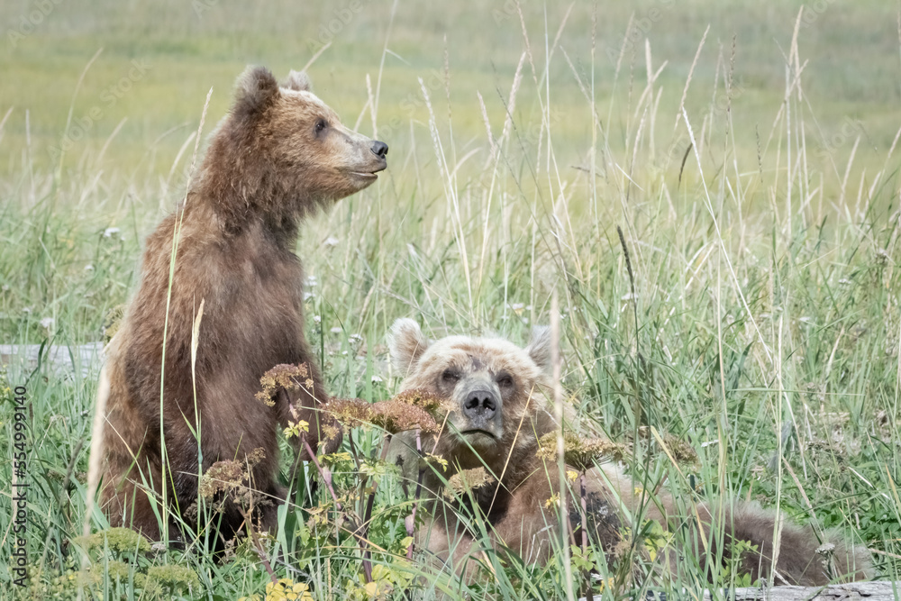 Fototapeta premium Grizzly bear mama and cub walking in grass in Alaska. Cub is standing up.