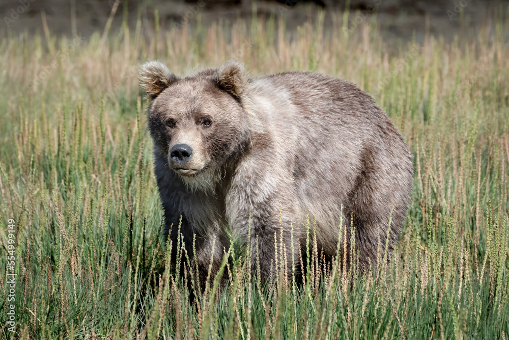 Grizzly bear cub in the grass in Alaska. The cub is a one year old. Grizzly bear cub in the grass in Alaska. The cub is a one year old.
