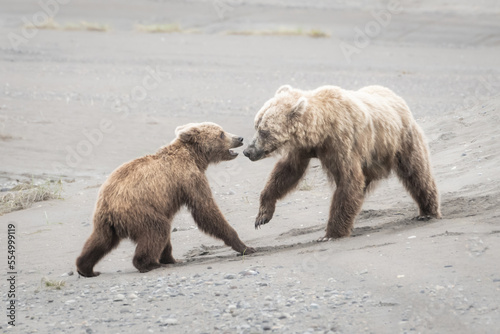 Grizzly bears fighting together on beach in Alaska. Bears are three years old and learning how to fight.