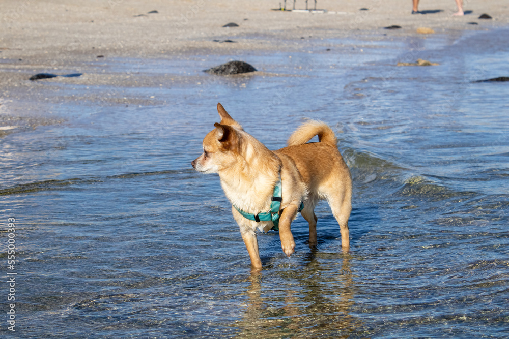 chihuahua dog on the beach in the water wearing harness chihuahua dog on the beach in the water wearing harness