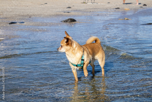 chihuahua dog on the beach in the water wearing harness © Seth