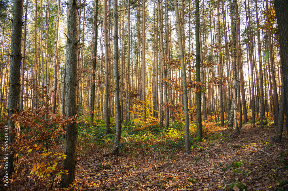 Fototapeta premium tall tree trunks in colorful autumn fall wood forest with sun shining through trees